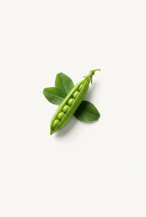 Pea Leaf
